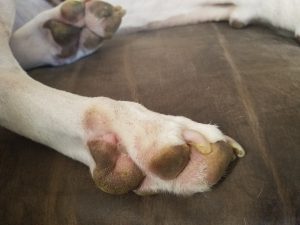Dog foot pad